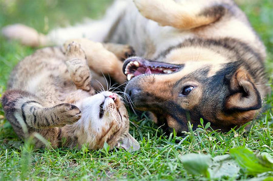 Colostrum for Pets: Fur Babies