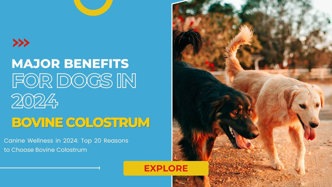 20 Major Bovine Colostrum Benefits For Dogs In 2024.